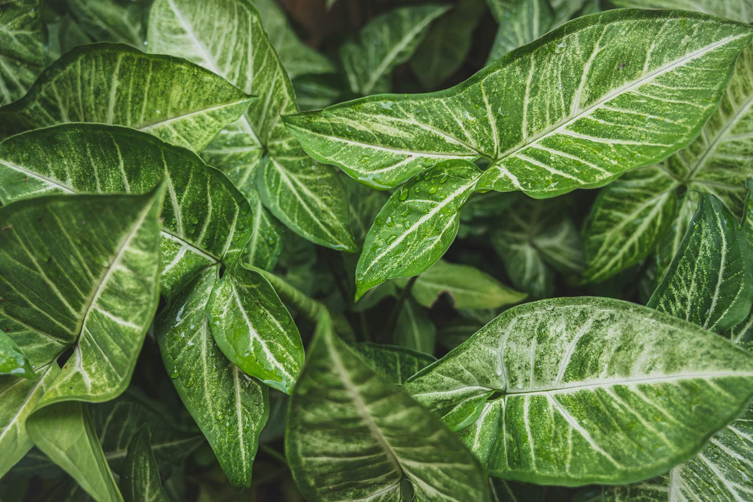 Syngonium Krankheiten