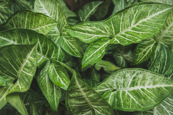 Syngonium Krankheiten