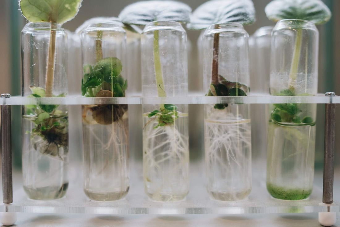 Tissue Culture: Definition, Ablauf und Bedeutung für die Pflanzenvermehrung