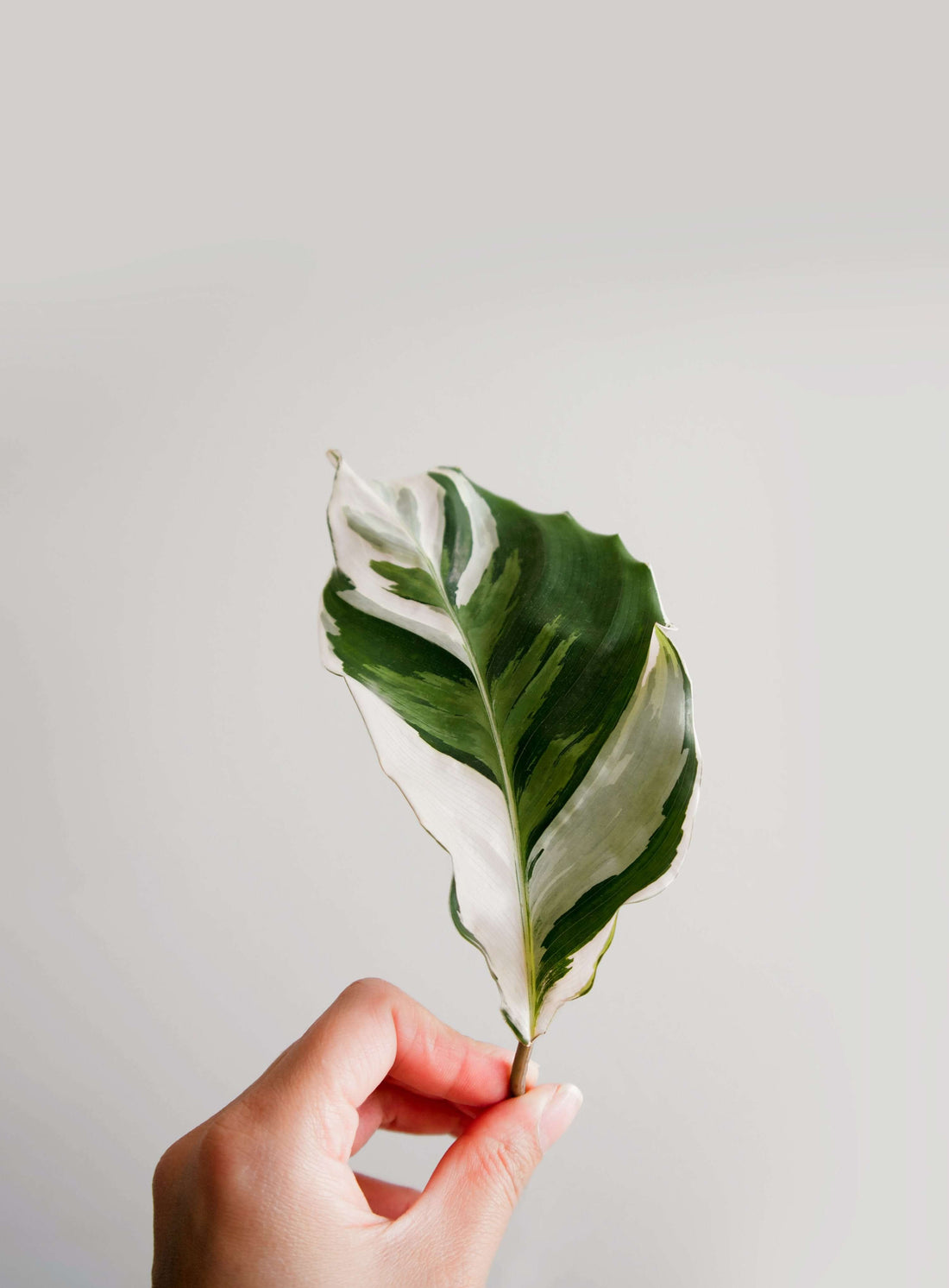 Vielfalt der Variegation