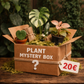 Mystery Plant Box