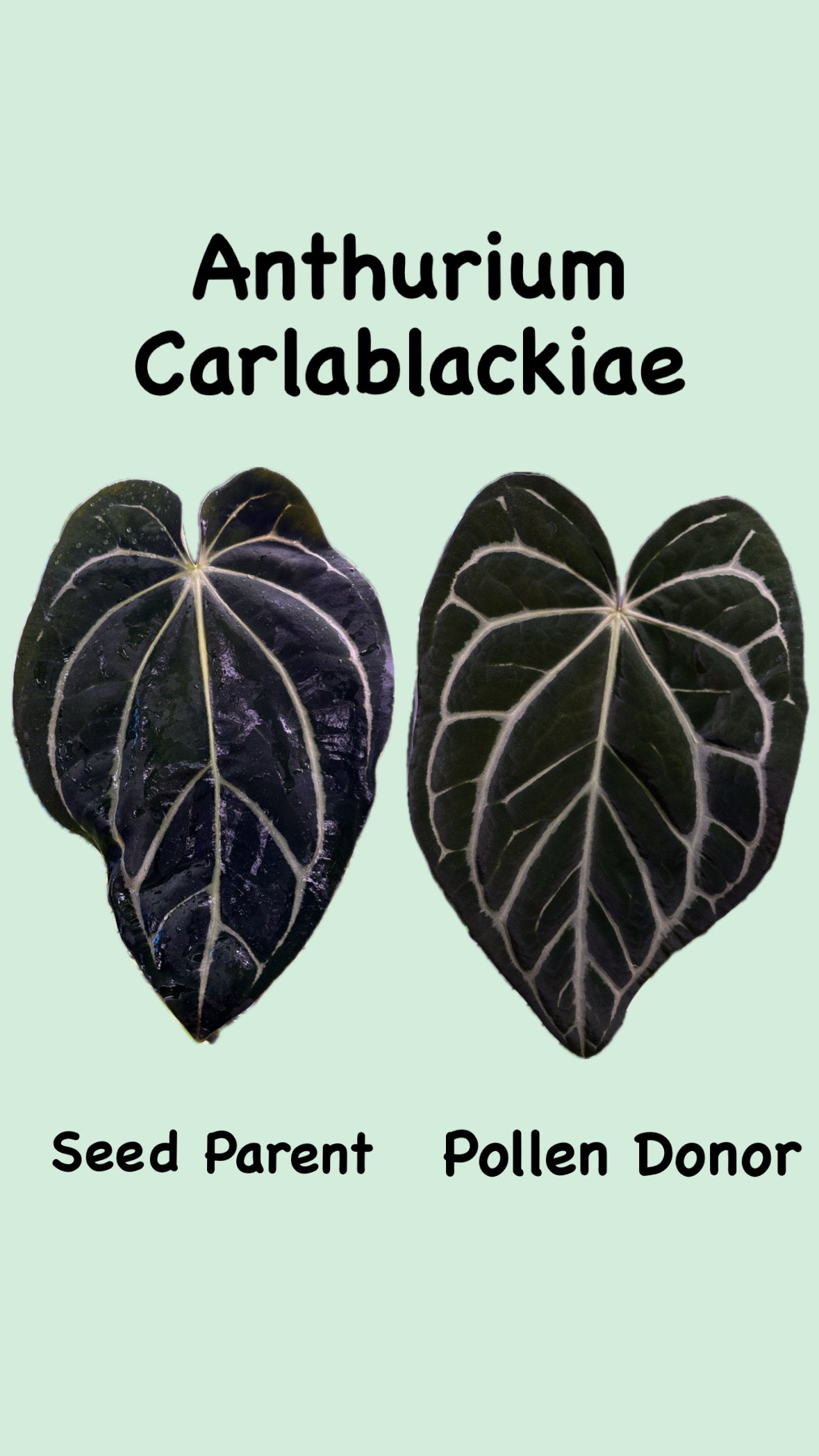Anthurium Carlablackiae | Harmony Plants