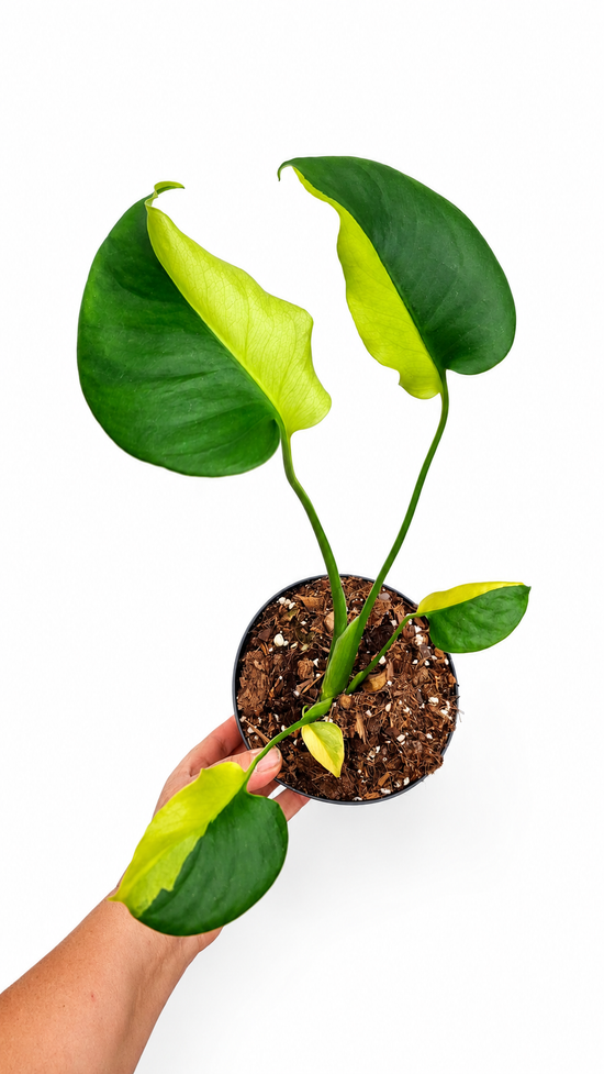 Monstera Deliciosa Mutation