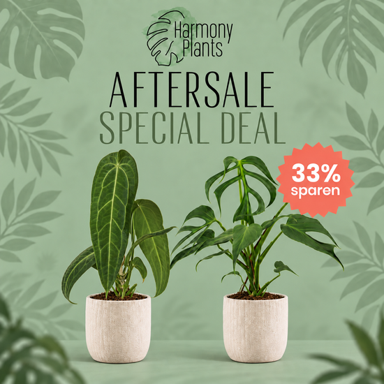 Aftersale Special Deal Anthurium Warocqueanum und Monstera Burle Marx Flame XL