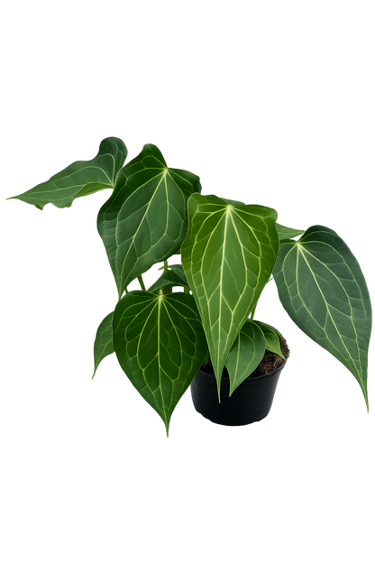 Anthurium Delta Force (A. Clarinervium x Pedatoradiatum)