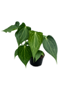Anthurium Delta Force (A. Clarinervium x Pedatoradiatum)