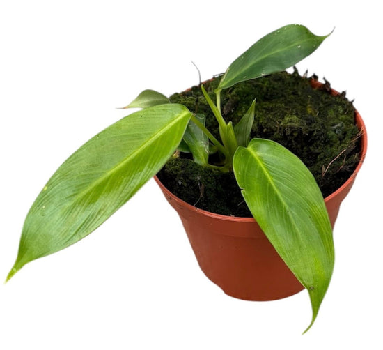 Philodendron Patriciae