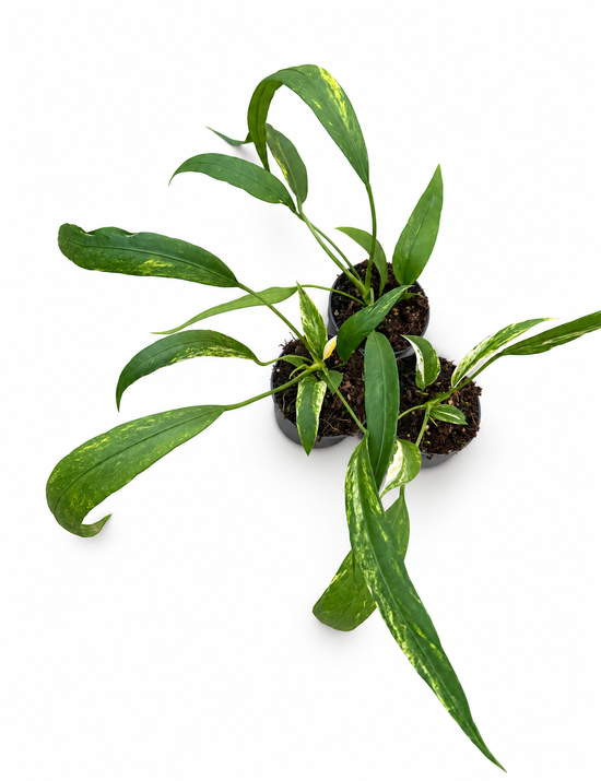 Anthurium Vittarifolium Variegata