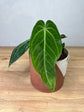 Anthurium Warocqueanum x Waterburyanum M