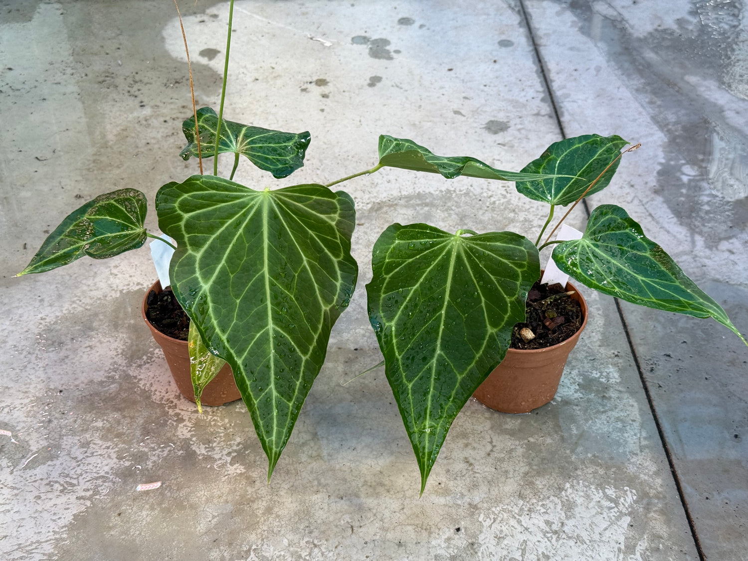 anthurium delta dawn Anthurium Delta Force S (A. Clarinervium x Pedatoradiatum)