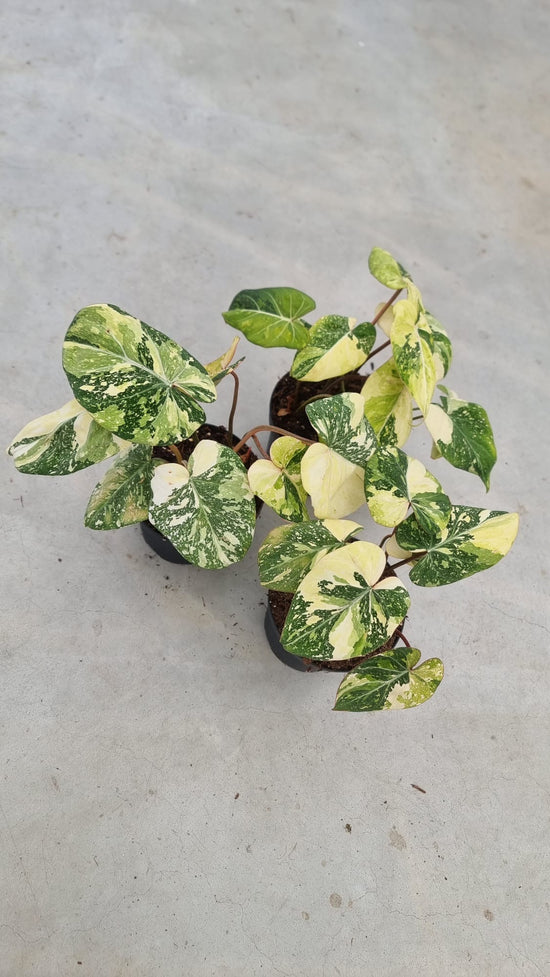 Philodendron Gloriosum Variegata "Tricolour" Large