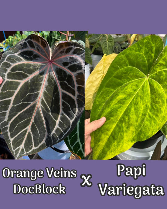 Anthurium Orange Veins DocBlock x Papilillaminum Variegated
