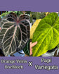 Anthurium Orange Veins DocBlock x Papilillaminum Variegated