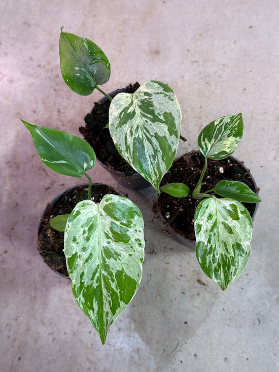 Monstera Bulbasaur Variegata