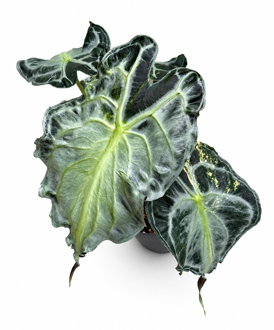 Alocasia Venom Aurea