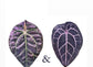 Anthurium Besseae aff. x (Zara x Michelle) No.38