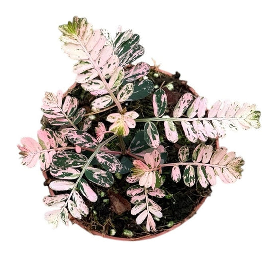 Phyllanthus Urinaria Pink Variegata