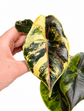 Alocasia Azlanii Variegata