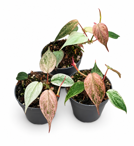 Philodendron Micans Pink Variegata