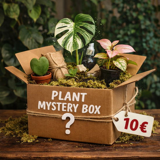 Mystery Plant Box