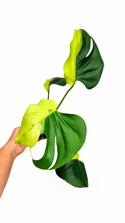 Monstera Deliciosa Mutation