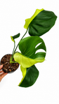 Monstera Deliciosa Mutation