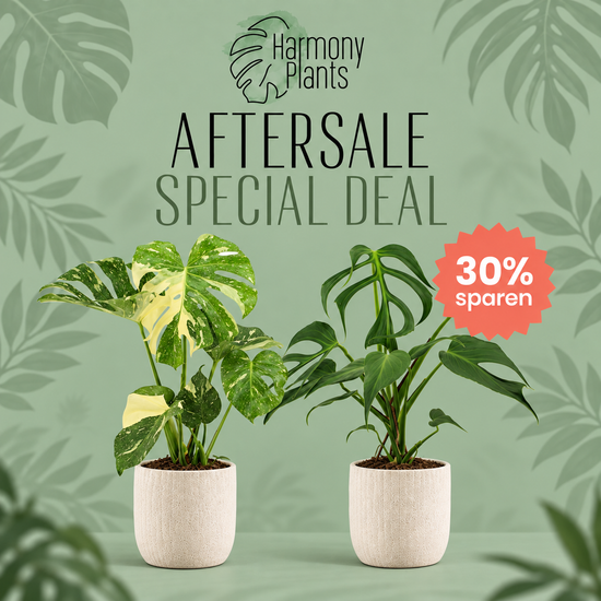 Aftersale Special Deal ´Monstera Thai Constellation XL und Monstera Burle Marx Flame XL