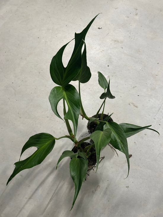 Monstera Burle Marx Flame XL * limited mega sale offer*