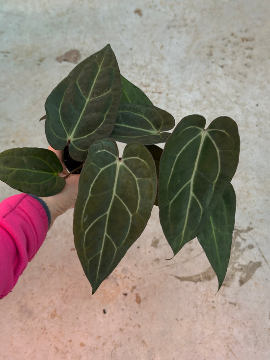 Anthurium Carlablackiae x Hot Chocolate