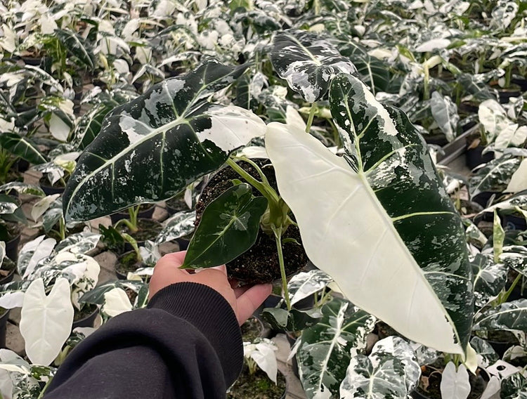 Alocasia Frydek Variegata
