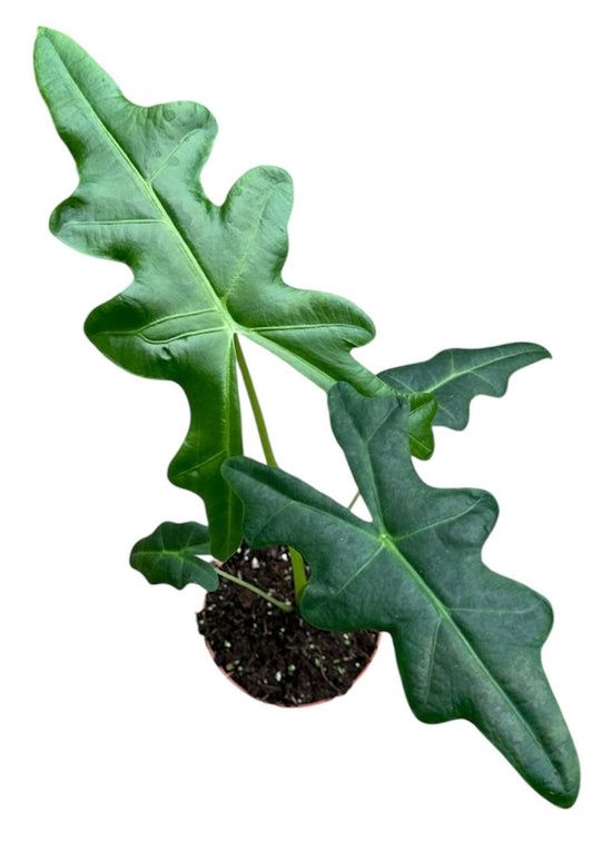 Alocasia Portei