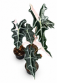 Alocasia Nobilis Pink Variegata