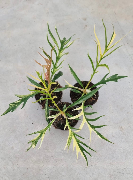 Philodendron Tortum Variegata