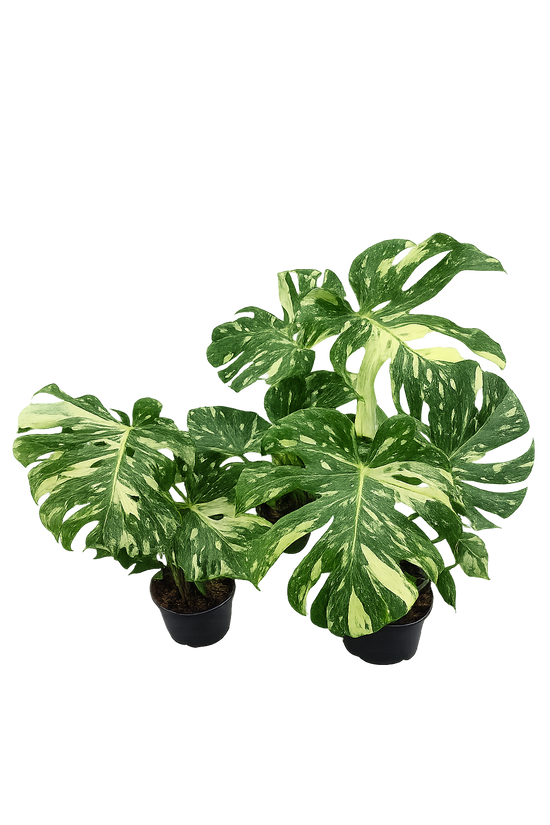 Monstera Thai Constellation