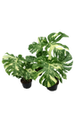 Monstera Thai Constellation
