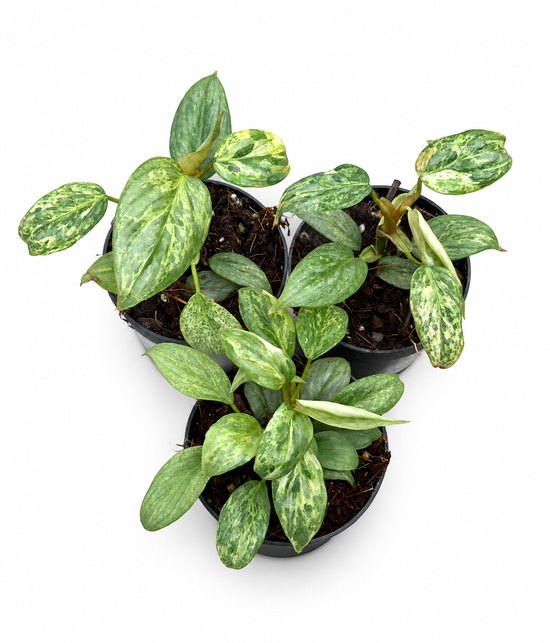 Philodendron Sodiroii Variegata