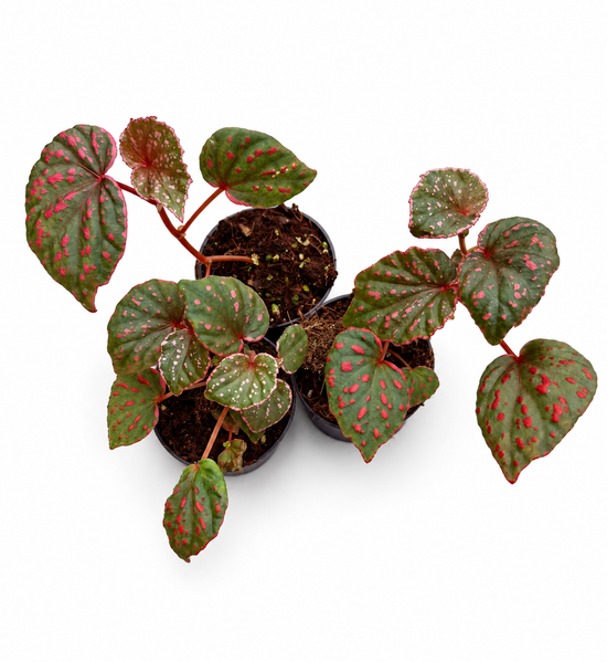 Begonia Pink Spot