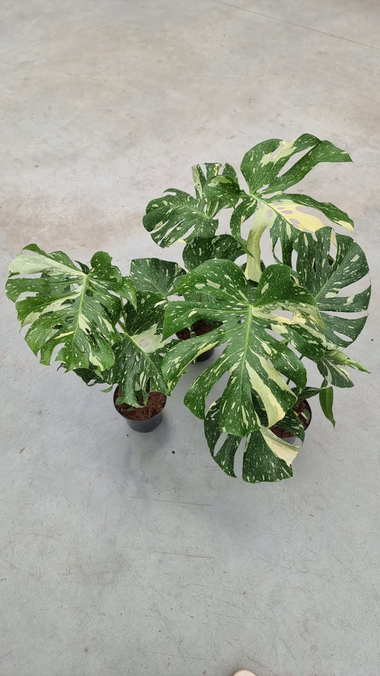 Monstera Thai Constellation