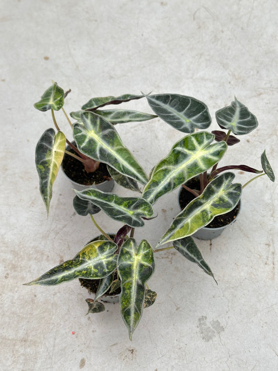 Alocasia Bambino Aurea