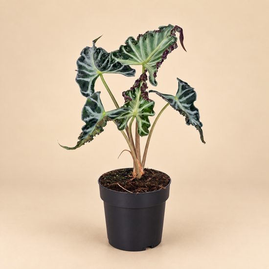 Alocasia Loco in einem Topf vor cremefarbenen Hintergrund