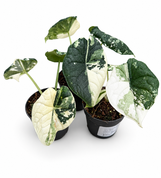 Alocasia Melo Variegata