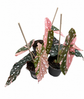 Begonia Maculata Pink Variegata