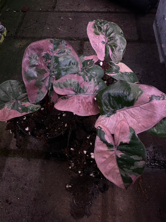 Alocasia Serendipity Variegata