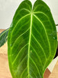 Anthurium Warocqueanum x Waterburyanum M