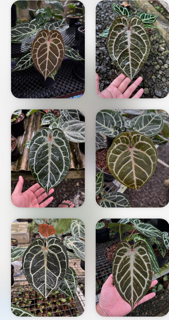 Anthurium KOS HU x Red Crystallinum