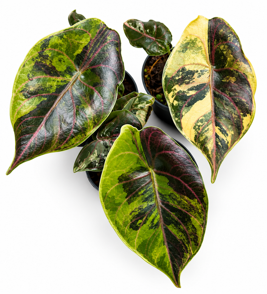 Alocasia Azlanii Variegata