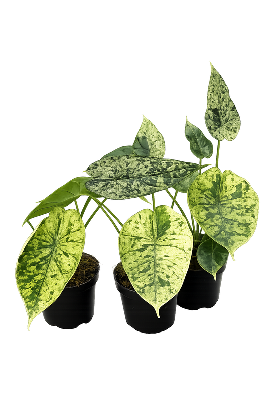 Alocasia Dragon Scale Mint