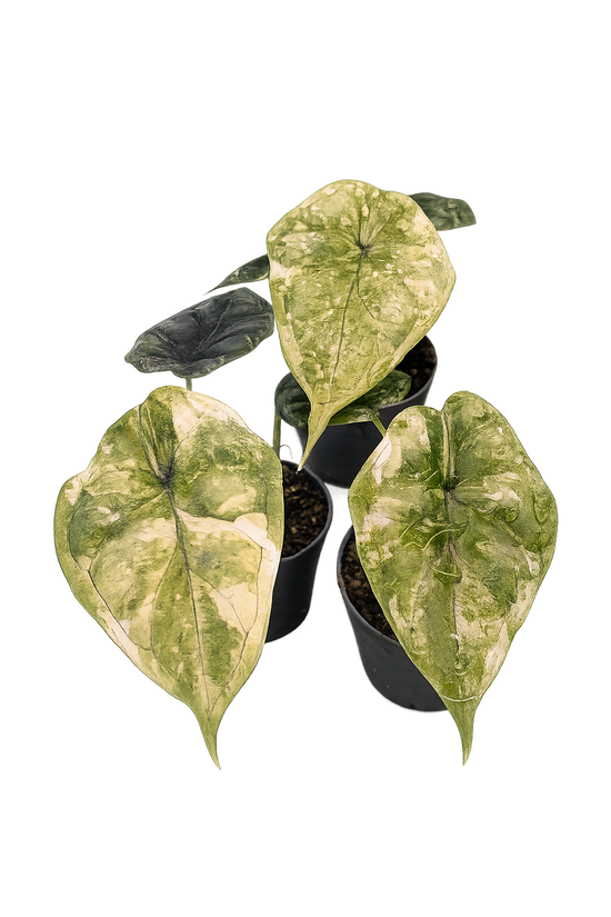 Alocasia Dragon Scale Splash Variegata
