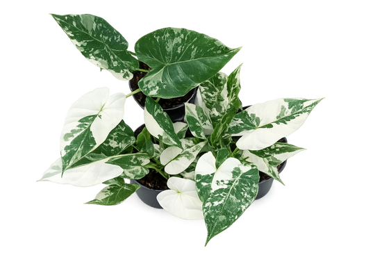 Alocasia Gageana Albo Variegata