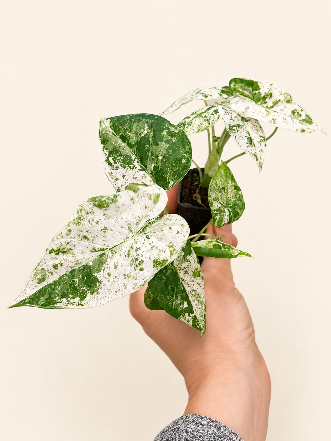 Alocasia Macrorrhiza Splash